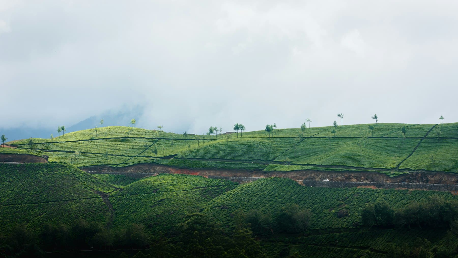 Terraced green hills under a low morning mist