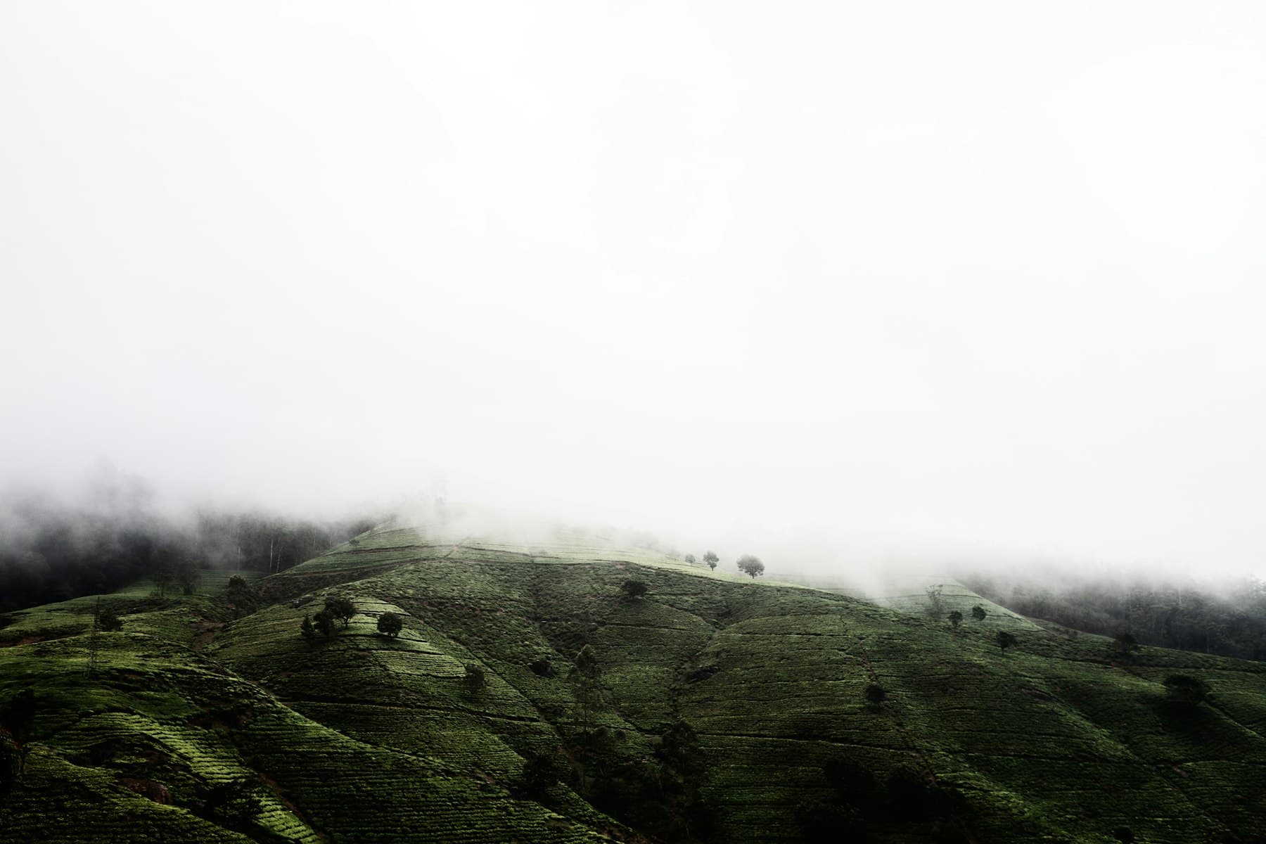 Fog settling over a green hillside in the early morning